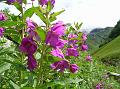 River Willow-Herb